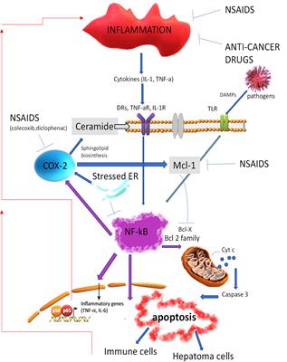 Hepatocellular Carcinoma Intrinsic Cell Death Regulates Immune Response and Prognosis